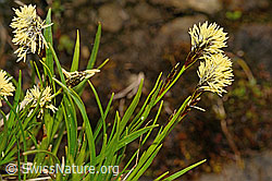 C194265: Frühlings-Segge (Carex caryophyllea)