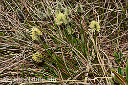 Frühlings-Segge (Carex caryophyllea) (C194283)