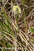 Frühlings-Segge (Carex caryophyllea) (C194284)