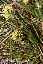 Carex caryophyllea (C194288)