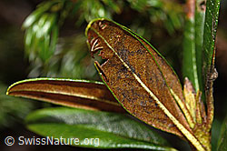 Rhododendron ferrugineum (C194292)