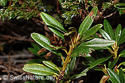Rhododendron ferrugineum (C194295)