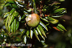 Juniperus communis ssp. saxatilis (C194296)