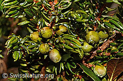 Juniperus communis ssp. saxatilis (C194298)