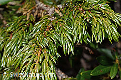Juniperus communis ssp. saxatilis (C194299)