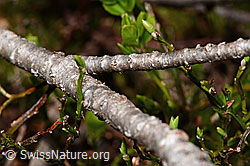 Juniperus communis ssp. saxatilis (C194300)