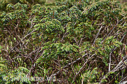 Juniperus communis ssp. saxatilis (C194302)