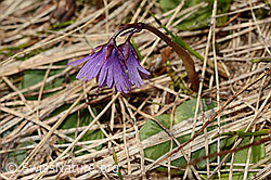 Soldanella alpina (C194303)
