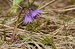 Soldanella alpina (C194304)