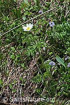 Foto: Weisse Alpen-Anemone (Pulsatilla alpina)