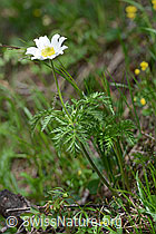 Foto: Weisse Alpen-Anemone (Pulsatilla alpina)