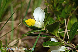 Polygala Chamaebuxus (C194336)