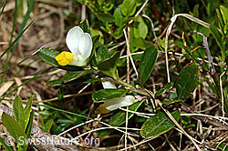 Polygala Chamaebuxus (C194338)