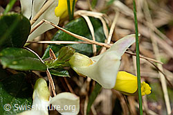 Polygala Chamaebuxus (C194340)