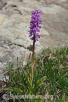 Männliches Knabenkraut (Orchis mascula) (19.06.2021, C194345)