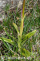 Orchis mascula (C194348)