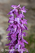 Männliches Knabenkraut (Orchis mascula) (19.06.2021, C194350)