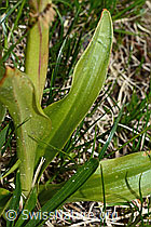 Orchis mascula (C194351)