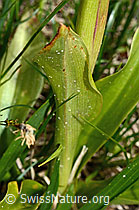 Orchis mascula (C194352)