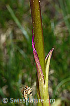Orchis mascula (C194353)
