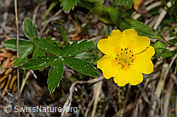 Gold-Fingerkraut (Potentilla aurea) (C194366) Gold-Fingerkraut (Potentilla aurea) (C194366)