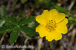 Gold-Fingerkraut (Potentilla aurea) (C194367) Gold-Fingerkraut (Potentilla aurea) (C194367)