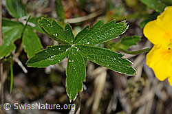 Gold-Fingerkraut (Potentilla aurea) (C194368) Gold-Fingerkraut (Potentilla aurea) (C194368)