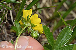 Gold-Fingerkraut (Potentilla aurea) (C194371) Gold-Fingerkraut (Potentilla aurea) (C194371)