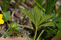 Gold-Fingerkraut (Potentilla aurea) (C194372) Gold-Fingerkraut (Potentilla aurea) (C194372)