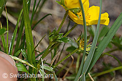 Gold-Fingerkraut (Potentilla aurea) (C194373) Gold-Fingerkraut (Potentilla aurea) (C194373)