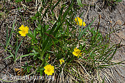 Gold-Fingerkraut (Potentilla aurea) (C194374) Gold-Fingerkraut (Potentilla aurea) (C194374)