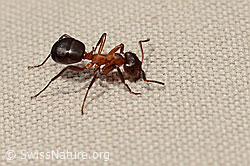 Grosse Kerbameise (Formica exsecta) (19.06.2021, C194400)