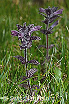 Alpenhelm (Bartsia alpina) (19.06.2021, C194410)