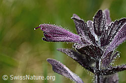 Alpenhelm (Bartsia alpina) (19.06.2021, C194411)
