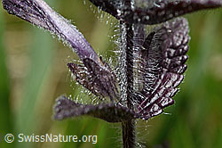 Bartsia alpina (C194412)