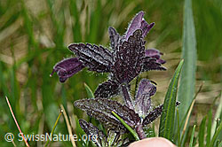 Bartsia alpina (C194414)