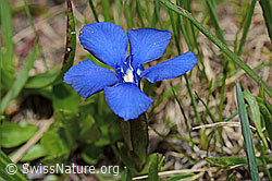Gentiana verna (C194454)