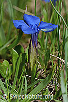 Gentiana verna (C194456)