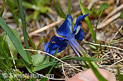 Gentiana verna (C194457)