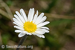 Alpenmasslieb (Aster bellidiastrum) (C194507) Alpenmasslieb (Aster bellidiastrum) (C194507)