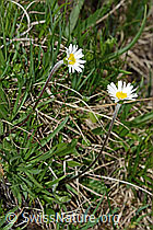 Alpenmasslieb (Aster bellidiastrum) (C194508) Alpenmasslieb (Aster bellidiastrum) (C194508)