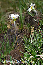 Alpenmasslieb (Aster bellidiastrum) (C194510) Alpenmasslieb (Aster bellidiastrum) (C194510)