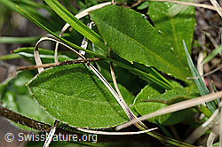 Alpenmasslieb (Aster bellidiastrum) (C194511) Alpenmasslieb (Aster bellidiastrum) (C194511)