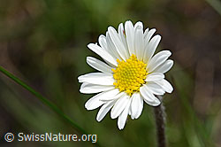 Alpenmasslieb (Aster bellidiastrum) (C194513) Alpenmasslieb (Aster bellidiastrum) (C194513)