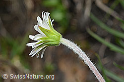 Alpenmasslieb (Aster bellidiastrum) (C194514) Alpenmasslieb (Aster bellidiastrum) (C194514)