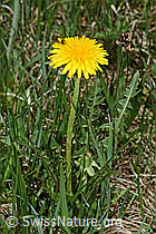 Gewöhnlicher Löwenzahn (Taraxacum officinale) (19.06.2021, C194546)