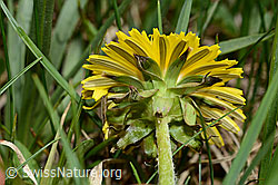 Taraxacum officinale (C194554)