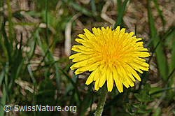 Gewöhnlicher Löwenzahn (Taraxacum officinale) (19.06.2021, C194555)