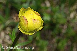 Trollblume (Trollius europaeus) (19.06.2021, C194564)
