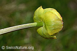 Trollius europaeus (C194567)